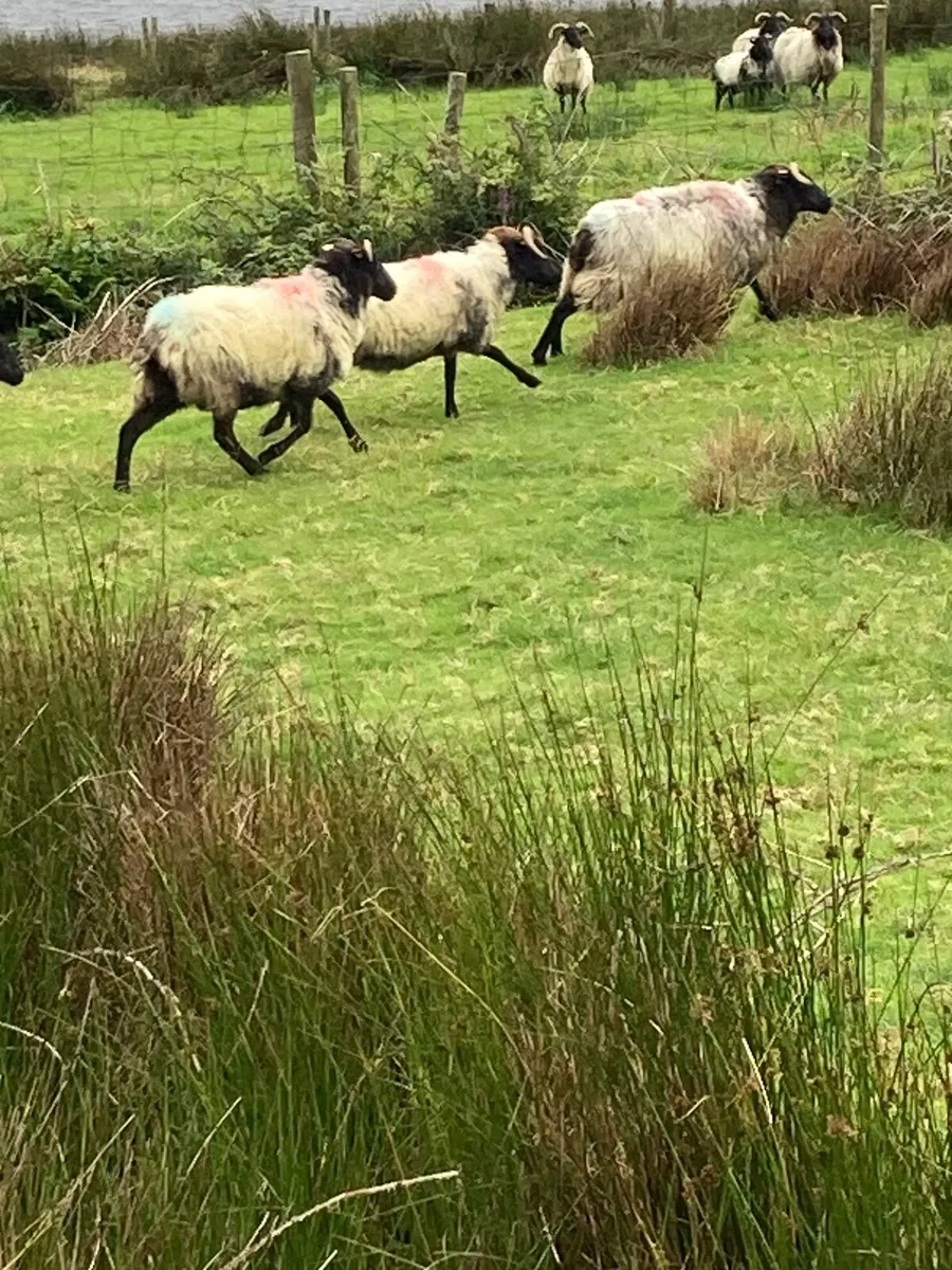 Mayo horned hoggets - Image 3