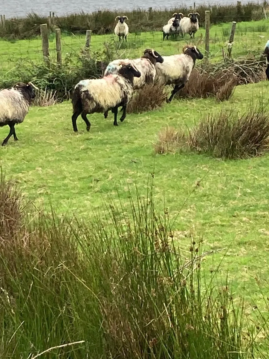 Mayo horned hoggets - Image 4