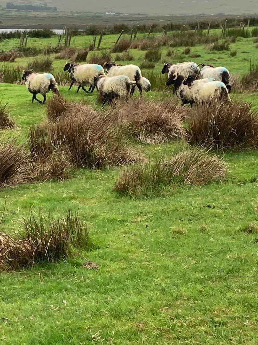 Mayo horned hoggets - Image 1
