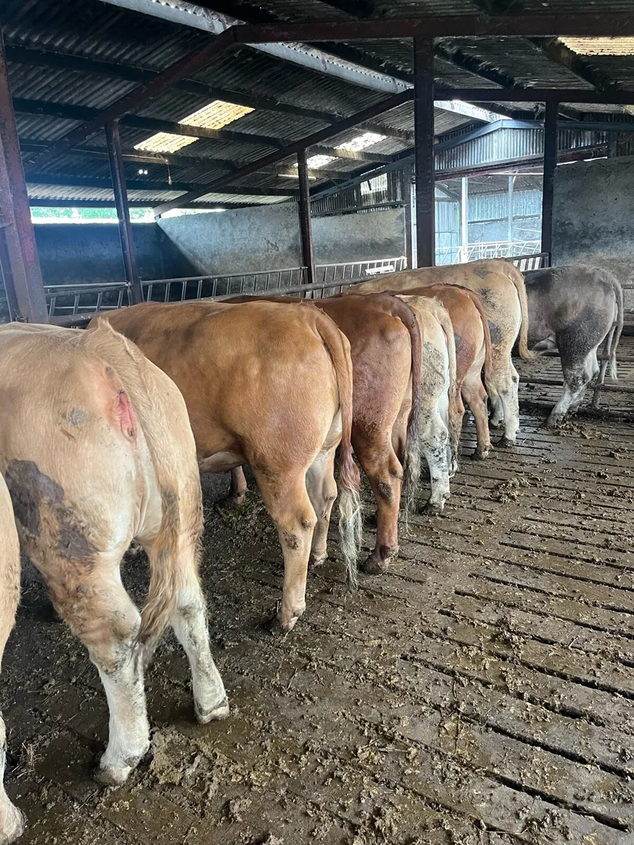 Beef cattle - Image 3