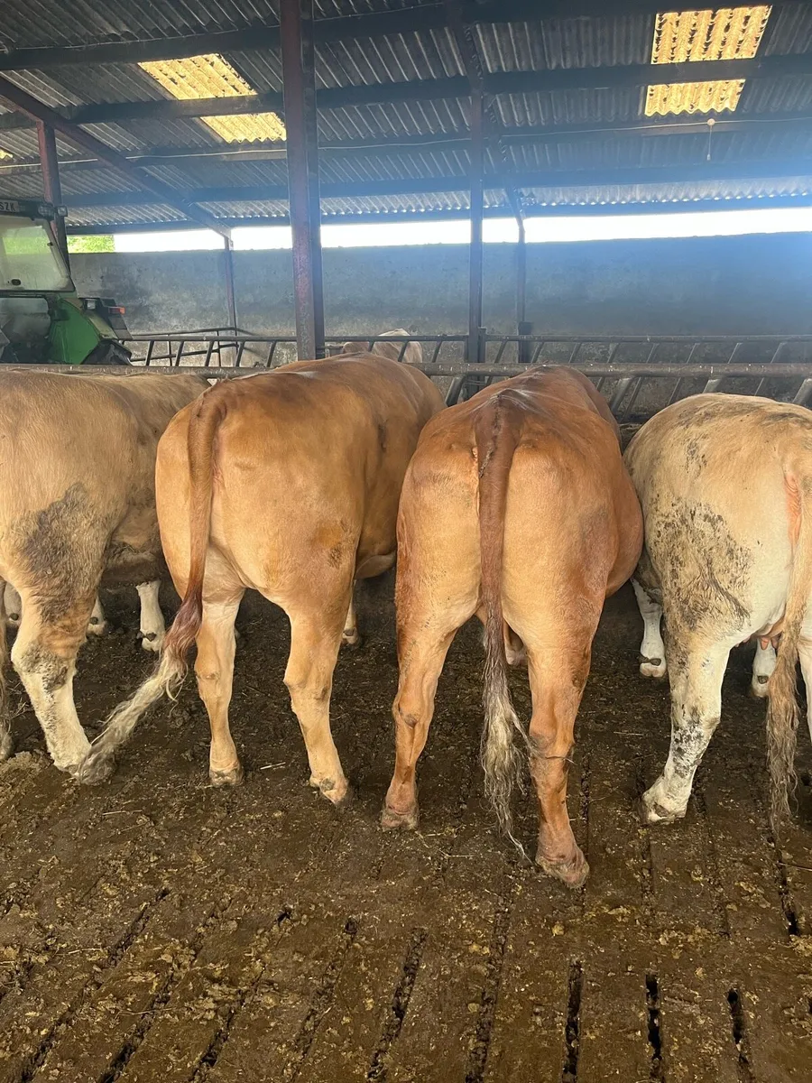 Beef cattle - Image 4