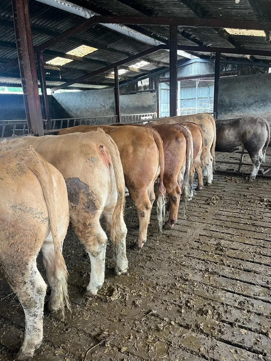 Beef cattle - Image 1