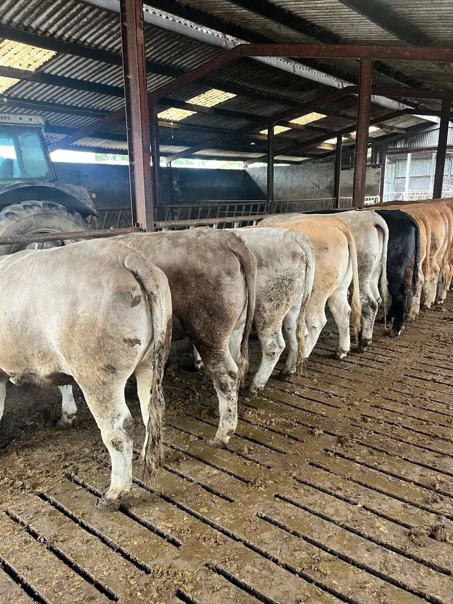 Beef cattle - Image 2