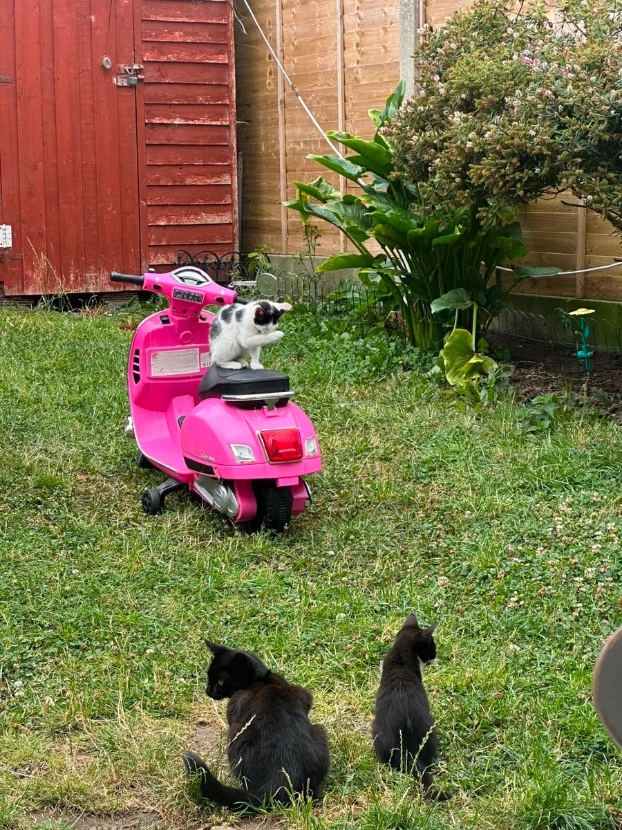 Kittens - Image 1