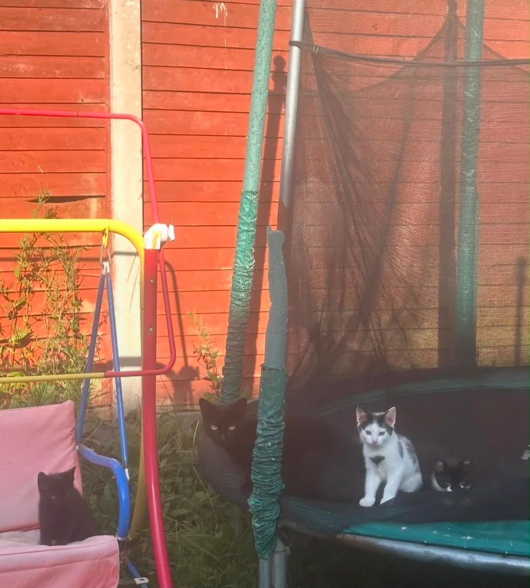 Kittens - Image 2