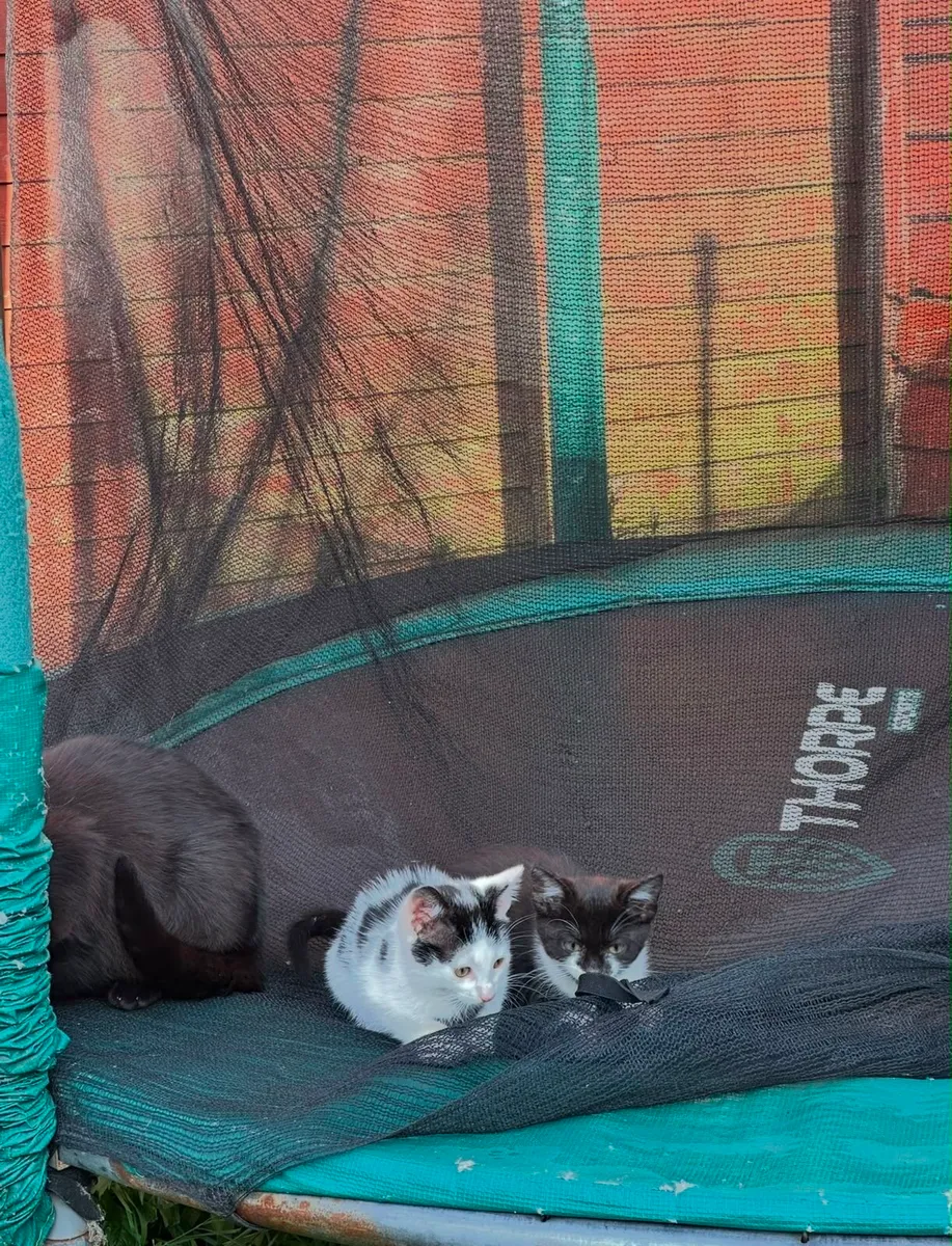 Kittens - Image 3