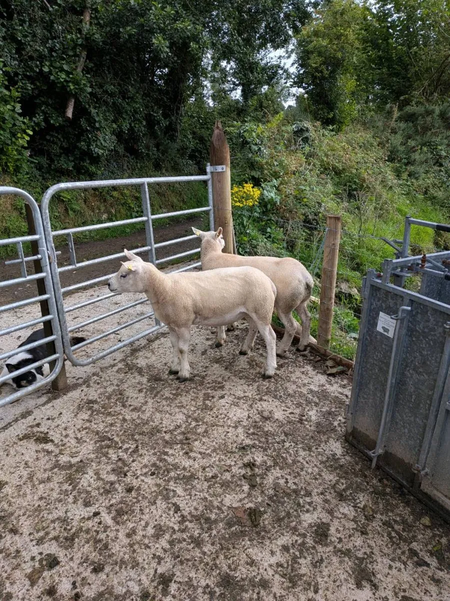 PBNR TEXEL HOGS - Image 2