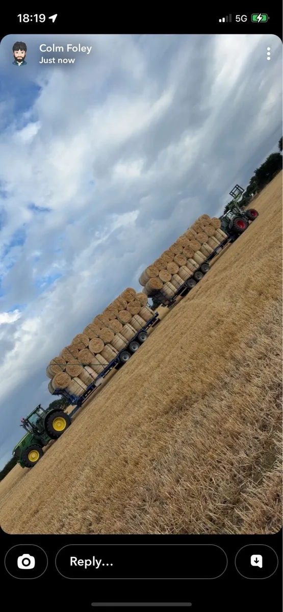Barley straw