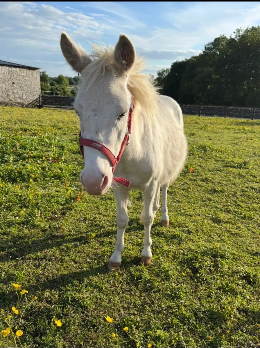 QUIET PET/ COMPANION SMALL PONIES - Image 4