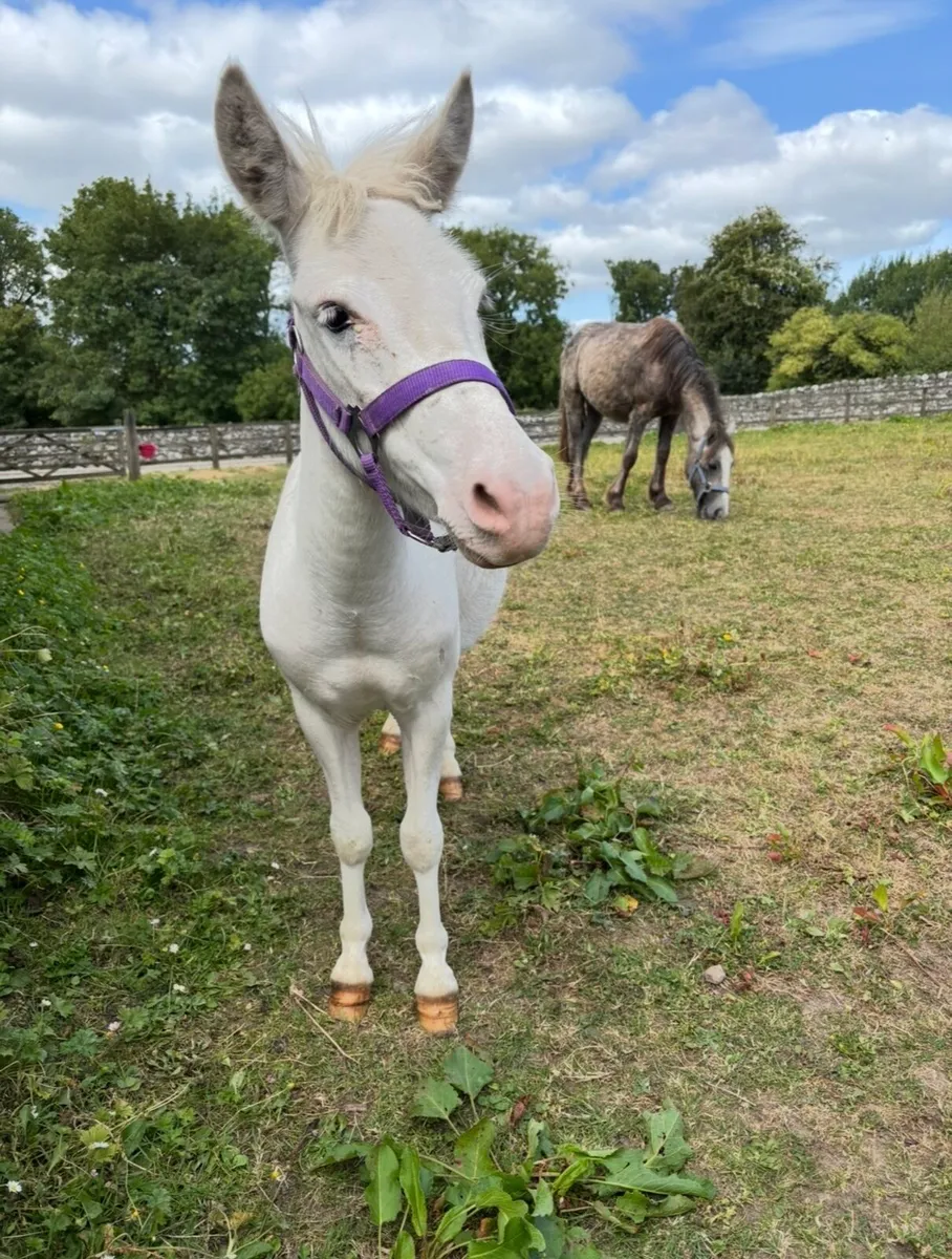 PET/ COMPANION  MINIATURE MULE 🤩 - Image 2