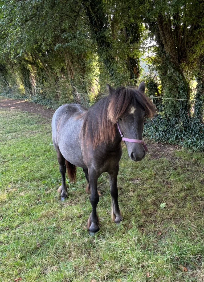 QUIET PET/ COMPANION SMALL PONIES - Image 1