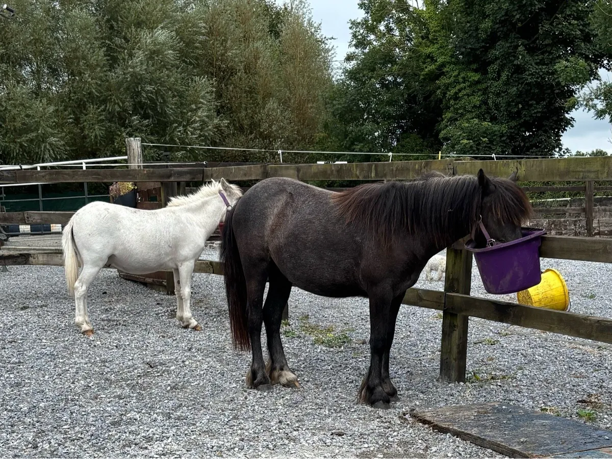 QUIET PET/ COMPANION SMALL PONIES - Image 2