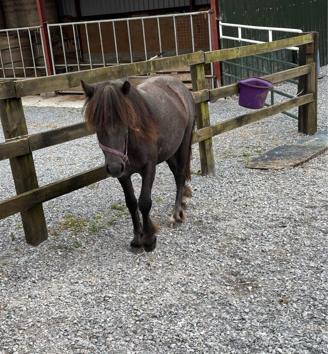 QUIET PET/ COMPANION SMALL PONIES - Image 3