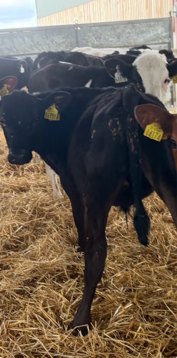25 weaned calves - Image 2