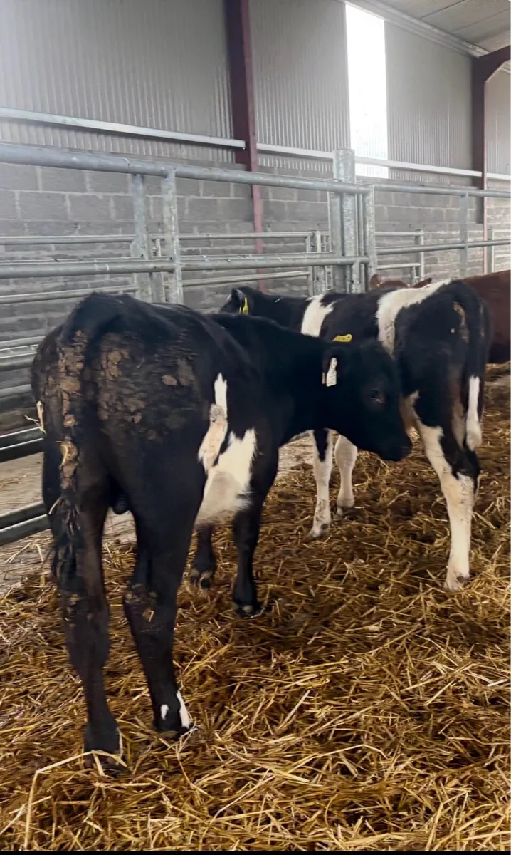 25 weaned calves - Image 3