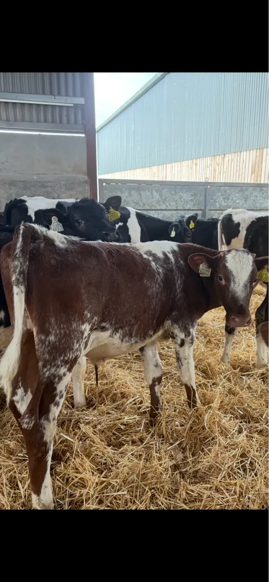 25 weaned calves - Image 4
