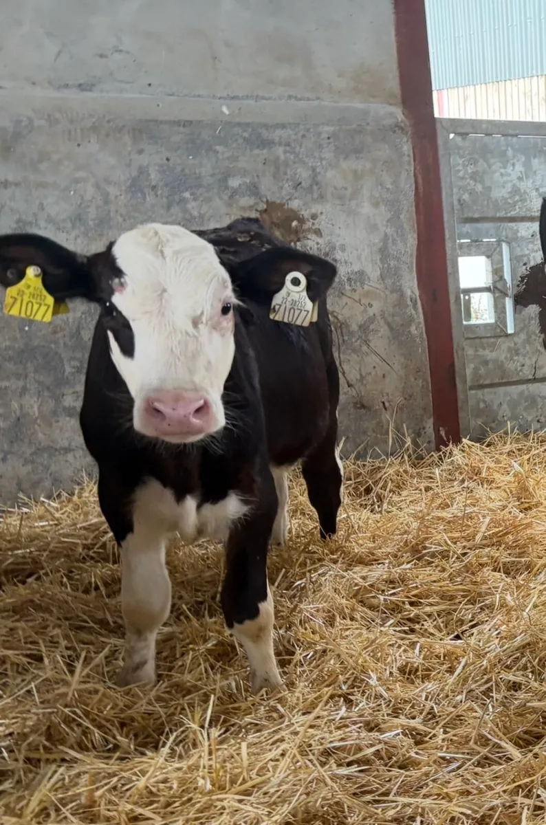 25 weaned calves - Image 1