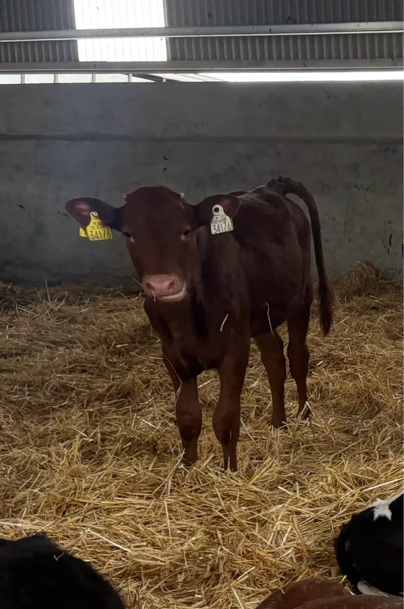 45 weaned calves - Image 2