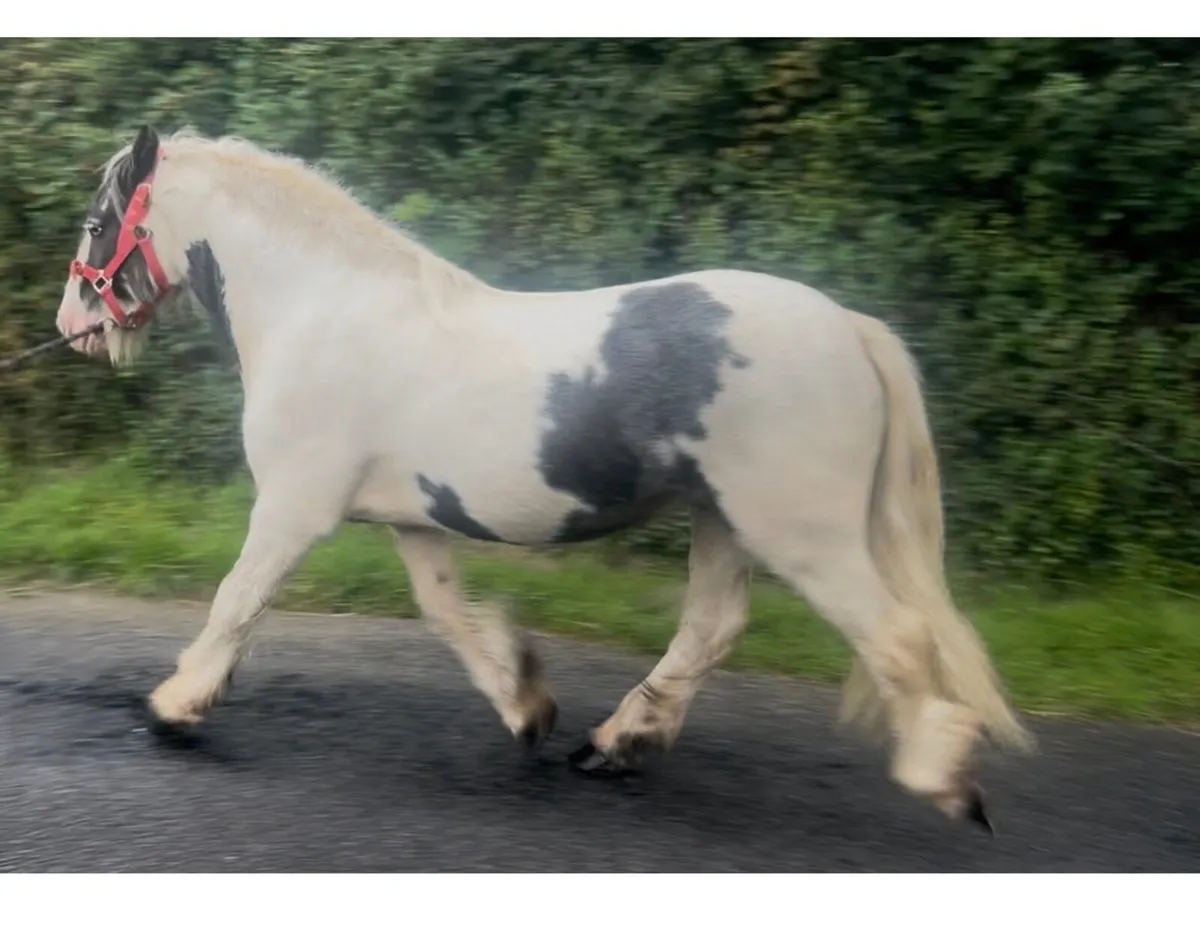 12hh quiet cob pony - Image 2