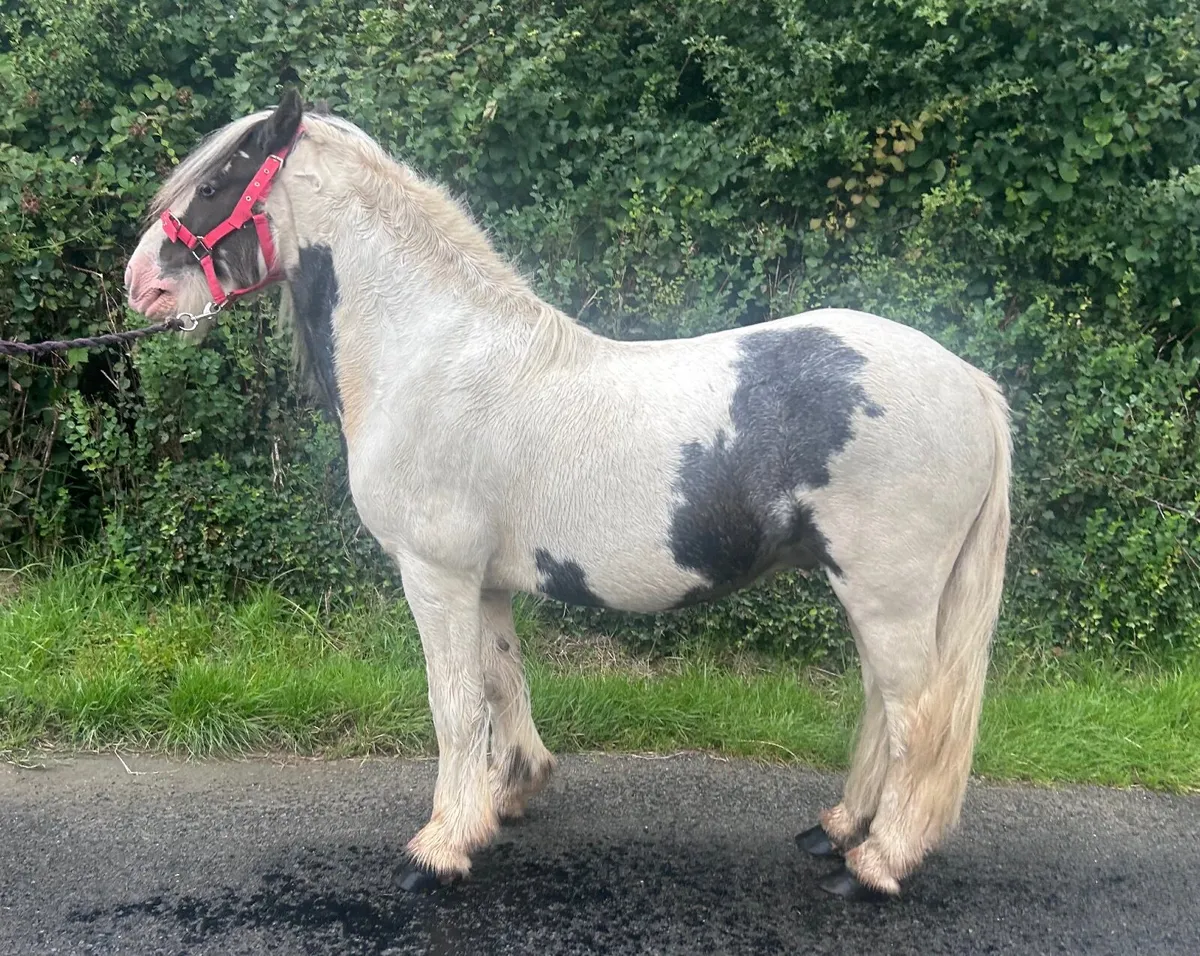 12hh quiet cob pony - Image 4