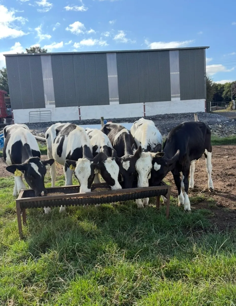 6 smashing fr heifers suitable for breeding - Image 1
