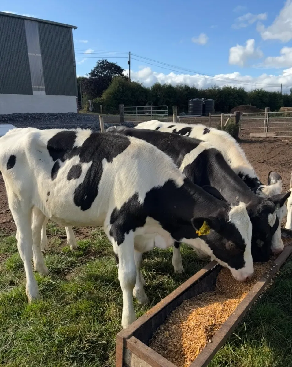 6 smashing fr heifers suitable for breeding - Image 2
