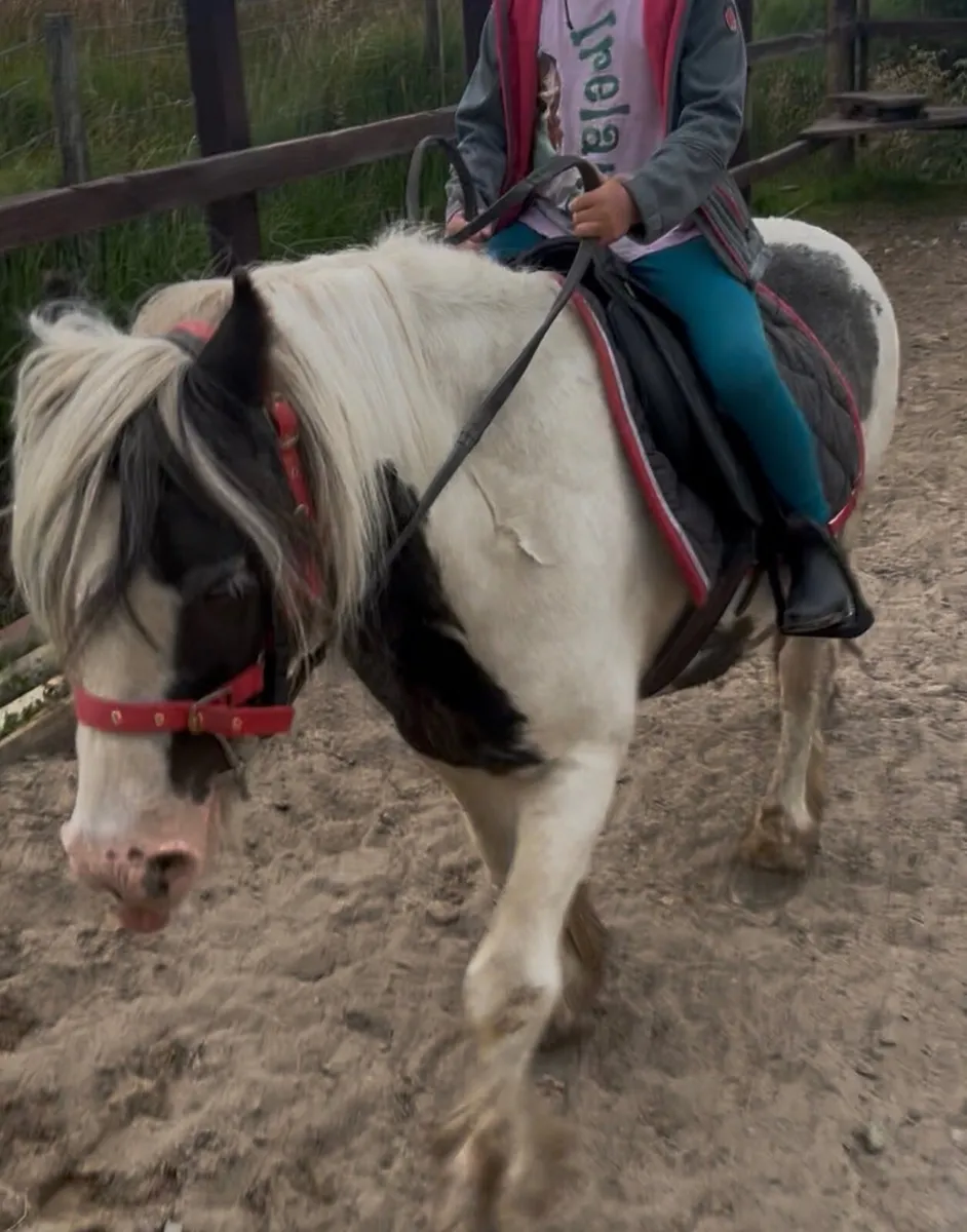 12hh quiet cob pony - Image 3