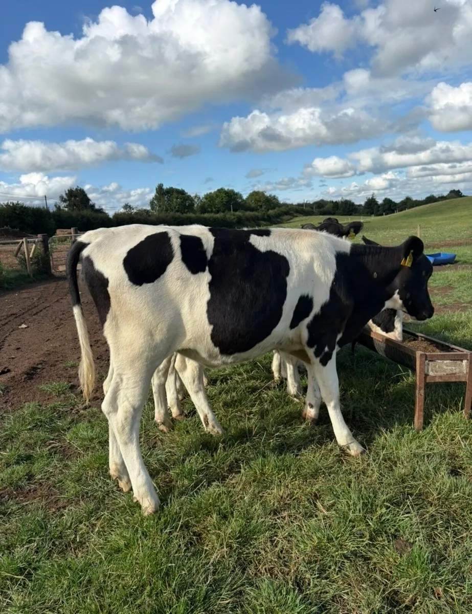 6 smashing fr heifers suitable for breeding - Image 3