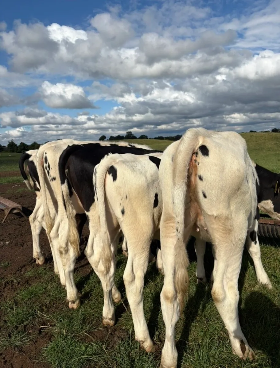 6 smashing fr heifers suitable for breeding - Image 4