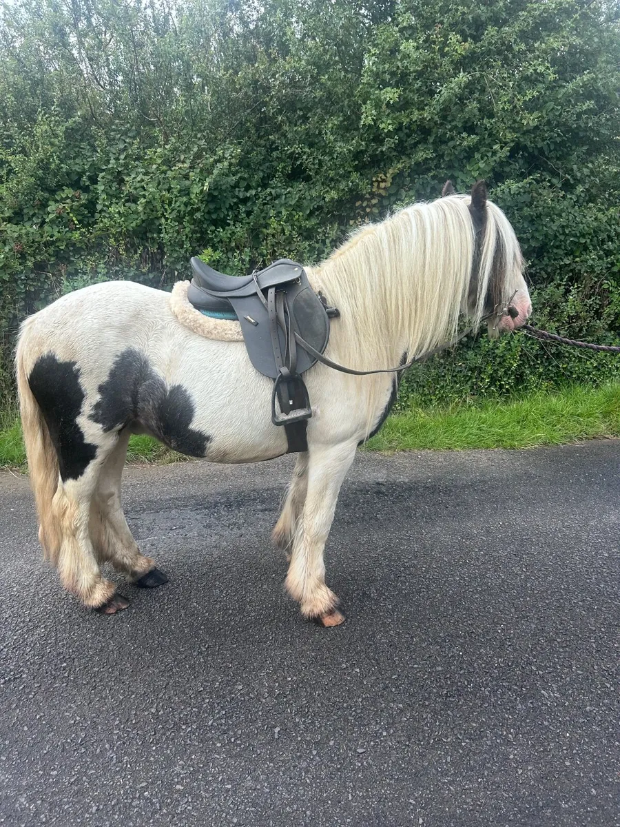 12hh quiet cob pony - Image 1
