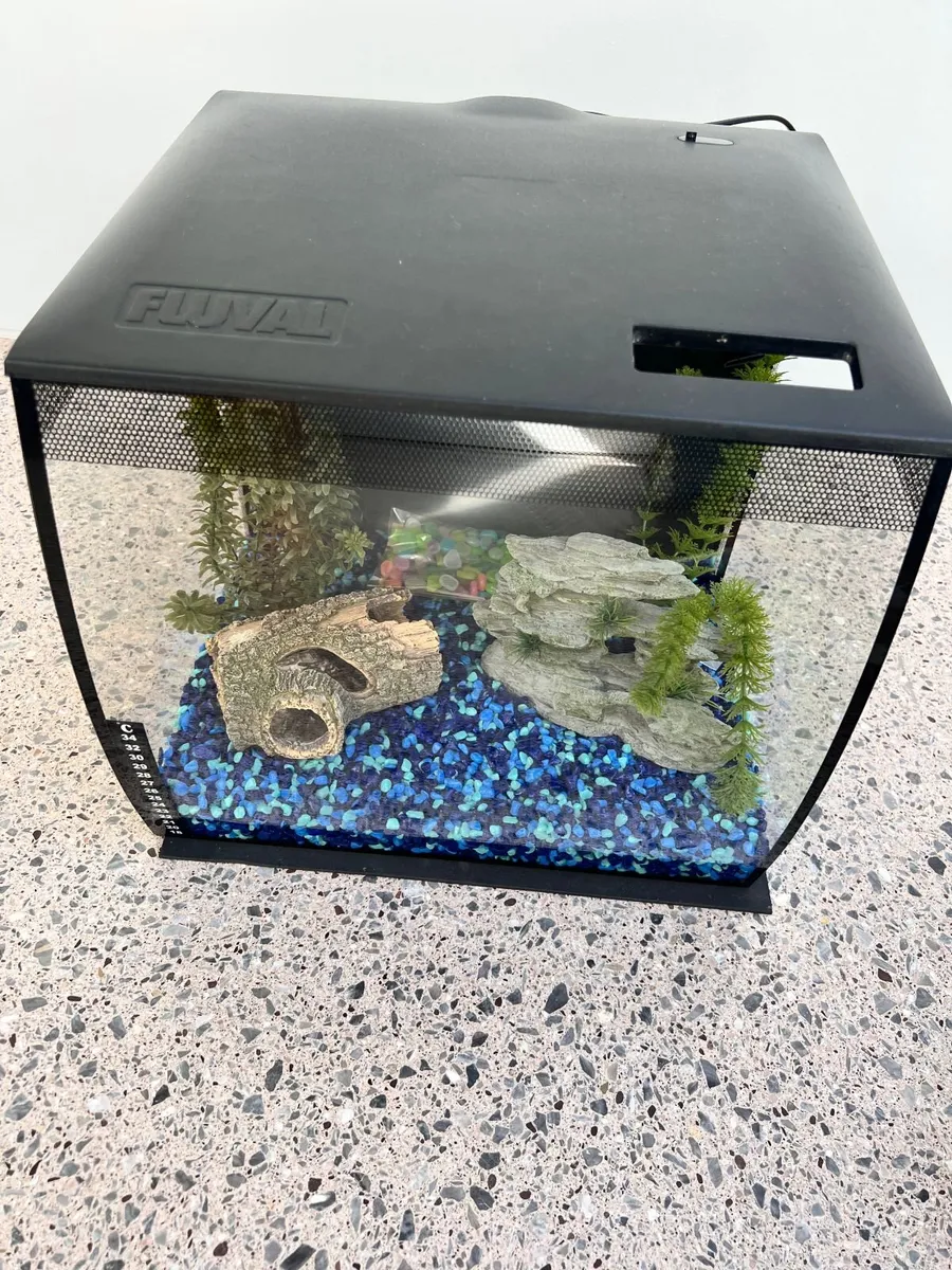 Fish tank & accessories - Image 1