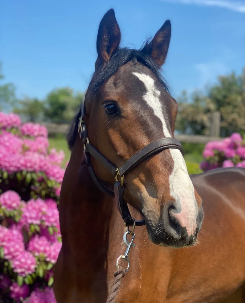 Two Bay Connemara Geldings - Image 2