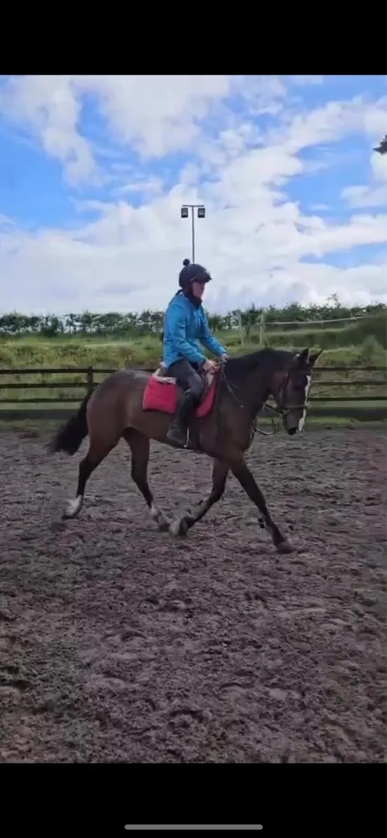 Two Bay Connemara Geldings - Image 3