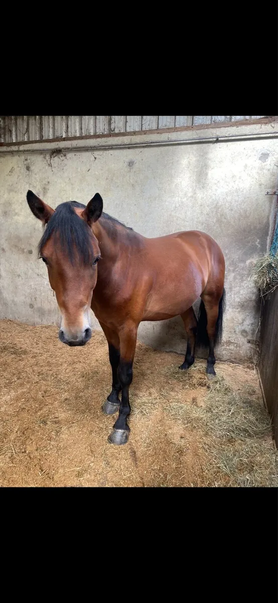 Two Bay Connemara Geldings - Image 4