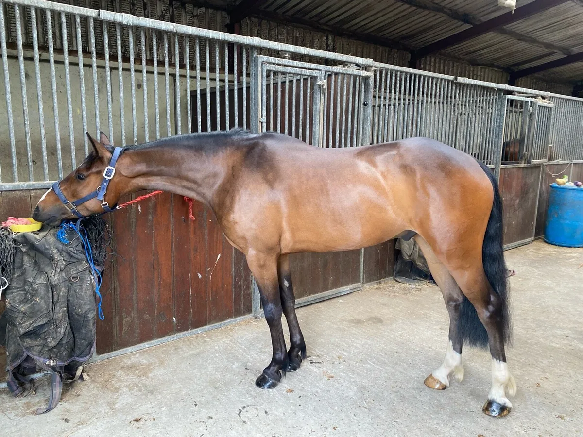 Two Bay Connemara Geldings - Image 1