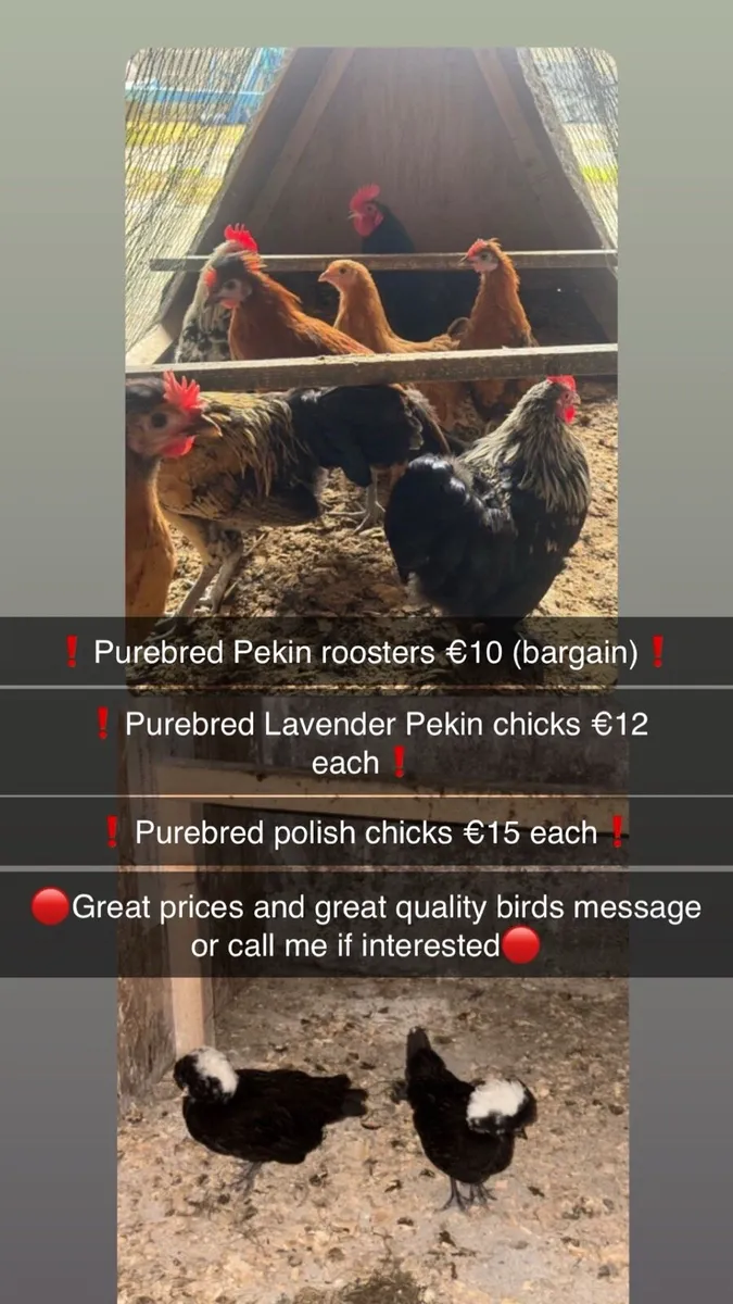 Polish and bantams - Image 2