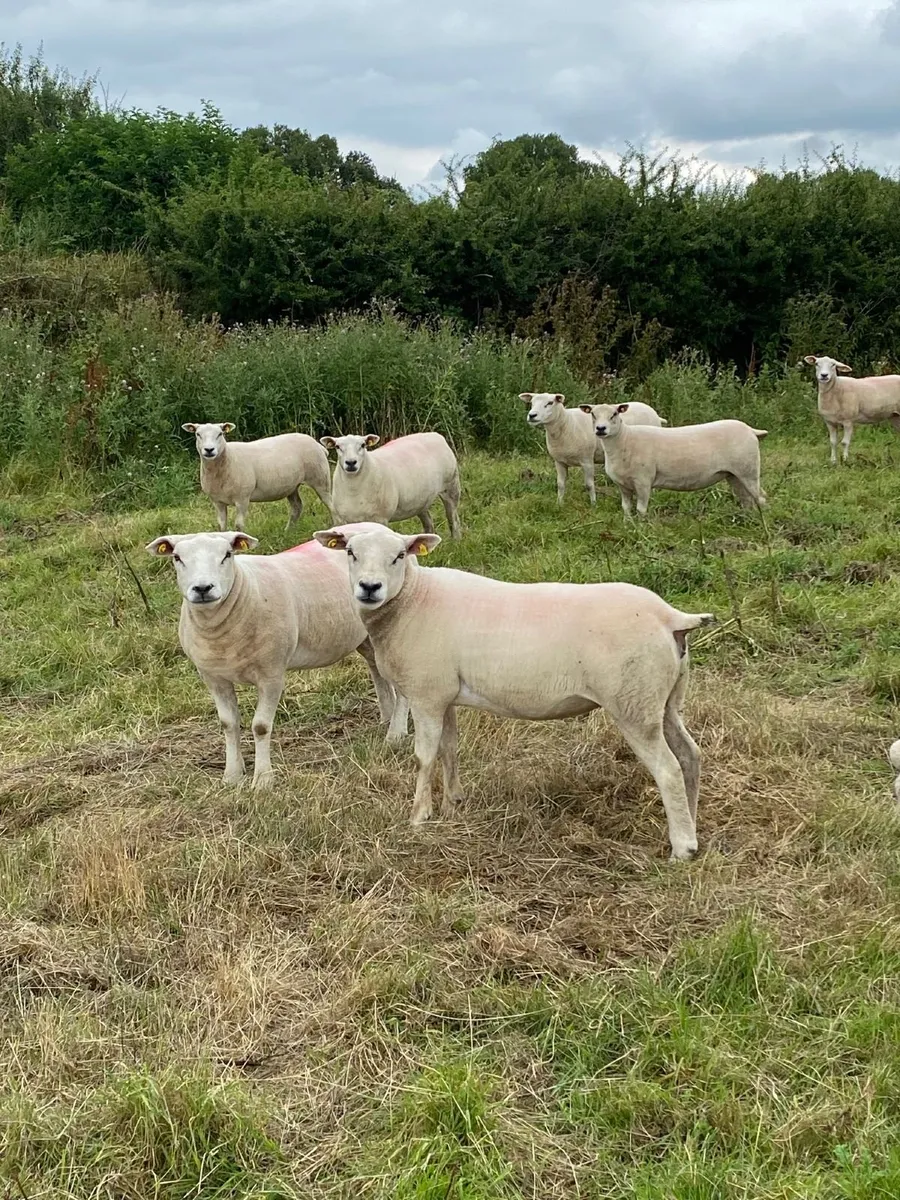10 Quality Ewe Hoggets