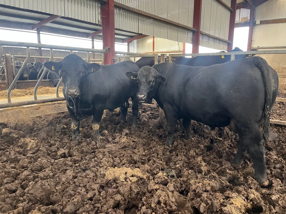 Aberdeen Angus Bull - Image 4