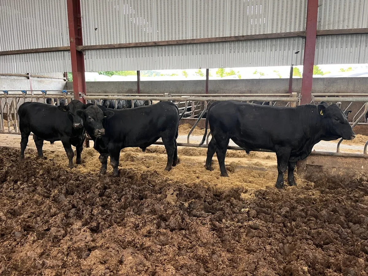 Aberdeen Angus Bull - Image 2