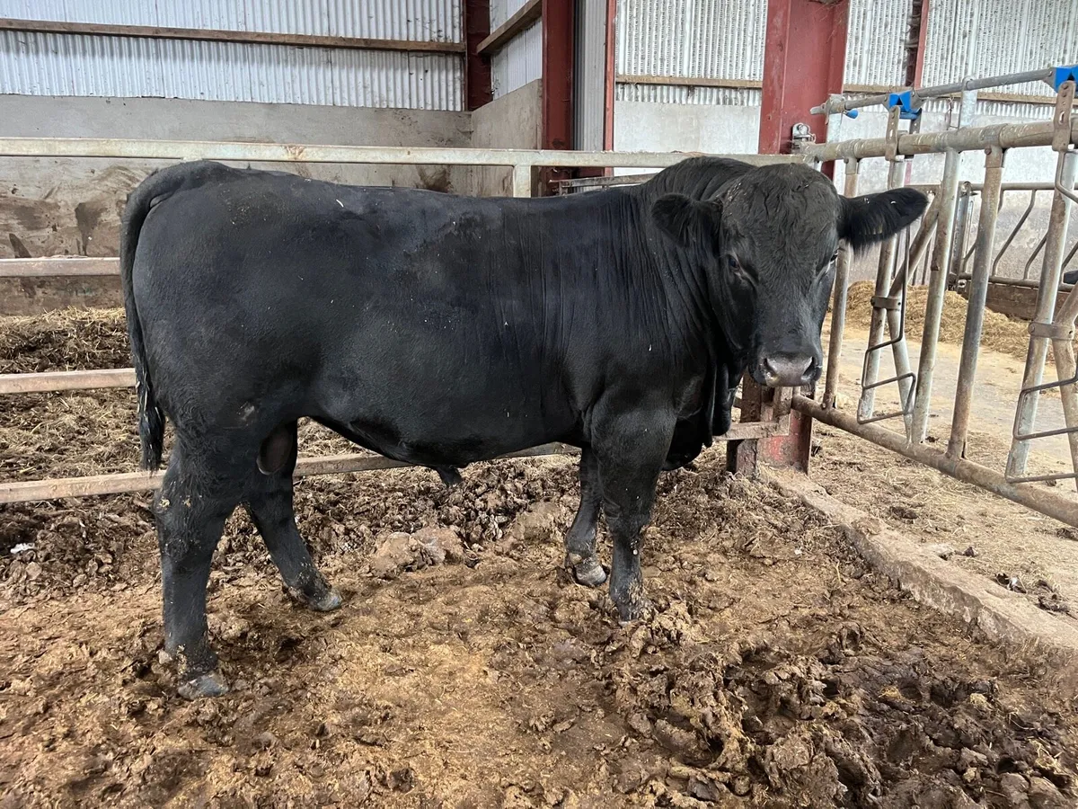 Aberdeen Angus Bull - Image 3