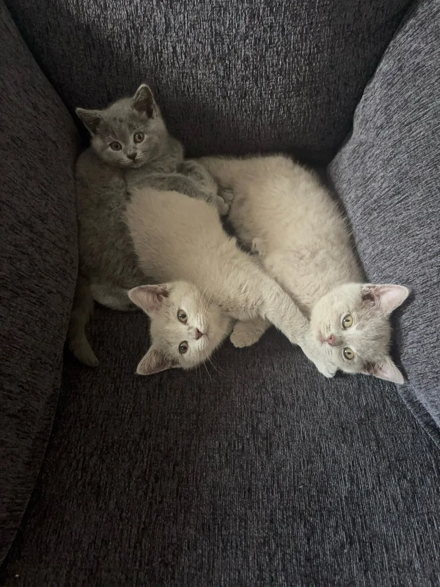 X3 Purebred British shorthair kittens - Image 4