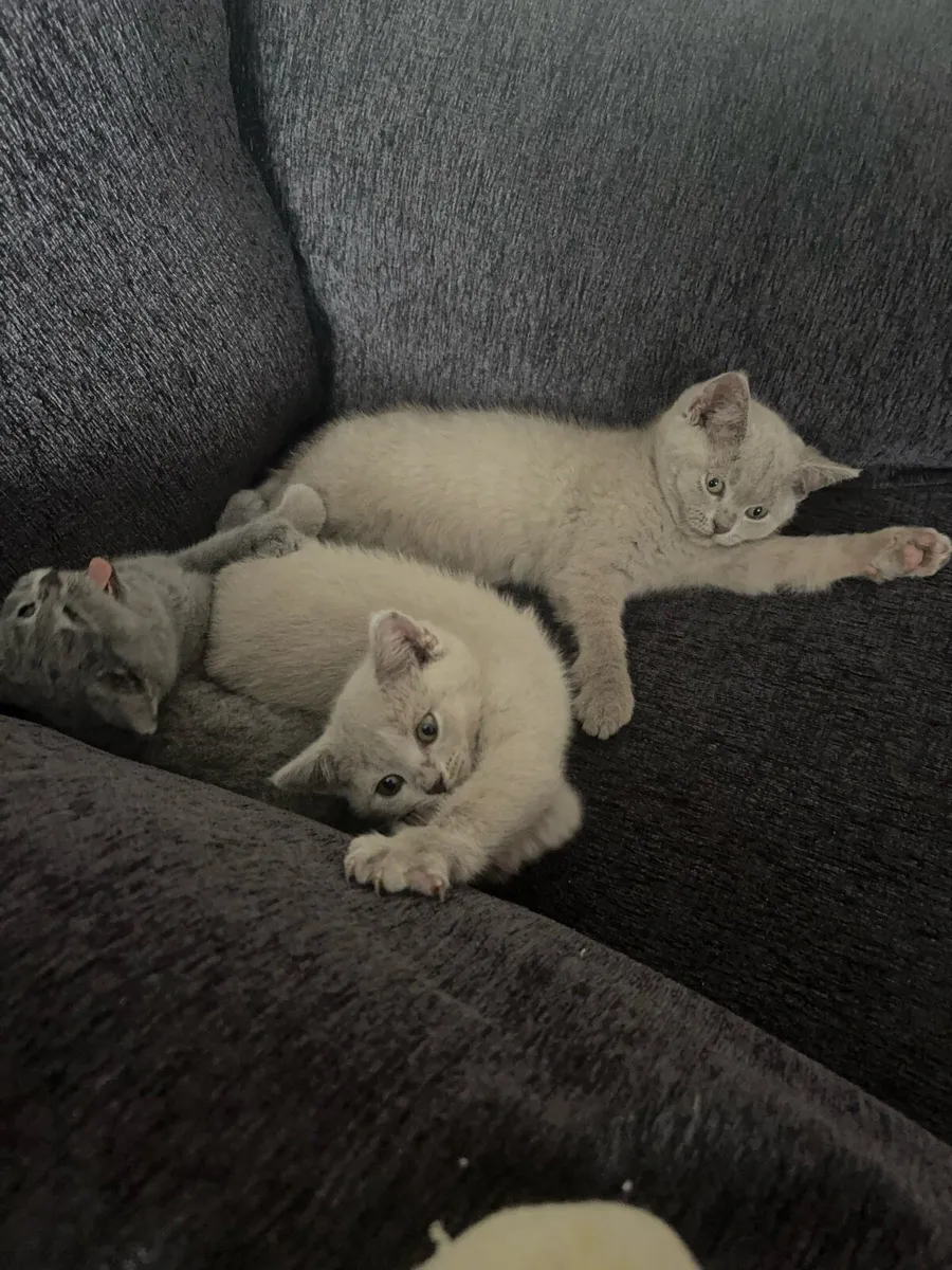 X2 Purebred British shorthair kittens - Image 4