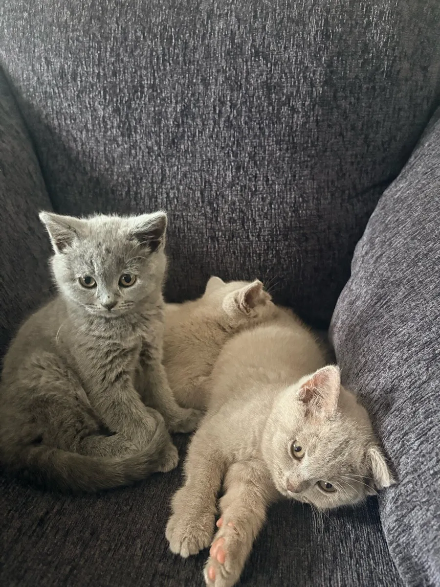 X3 Purebred British shorthair kittens - Image 3