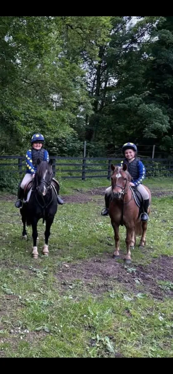 Pony - Image 1