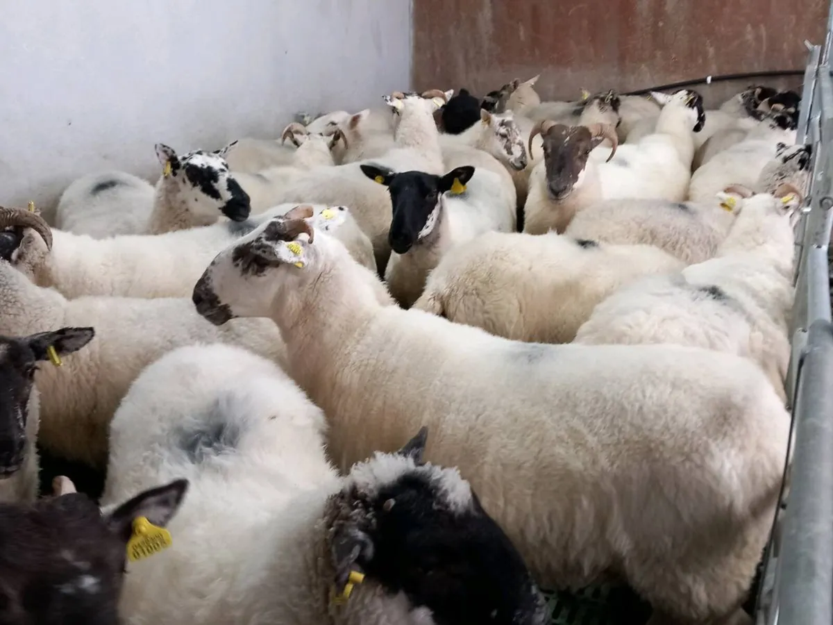 Sheep - Image 1