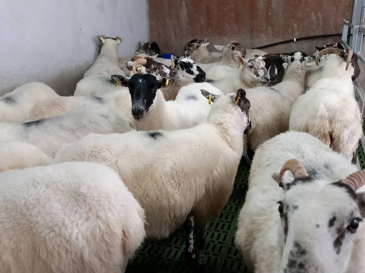 Sheep - Image 2