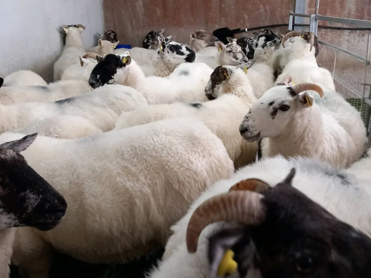 Sheep - Image 3