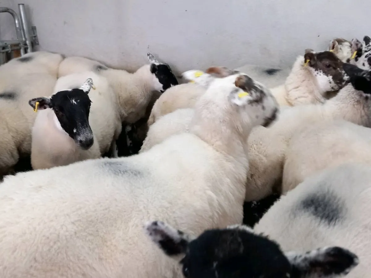 Sheep - Image 4