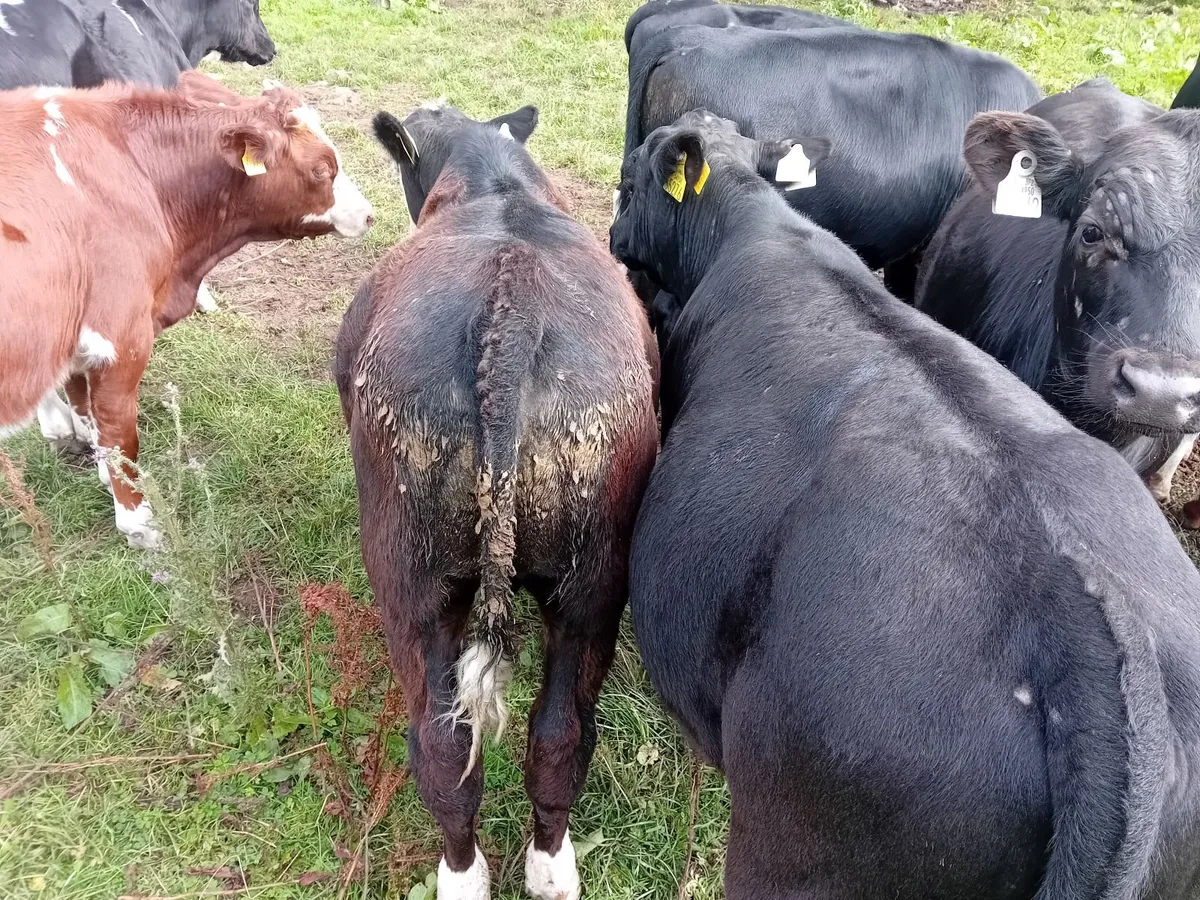 Livestock - Image 3