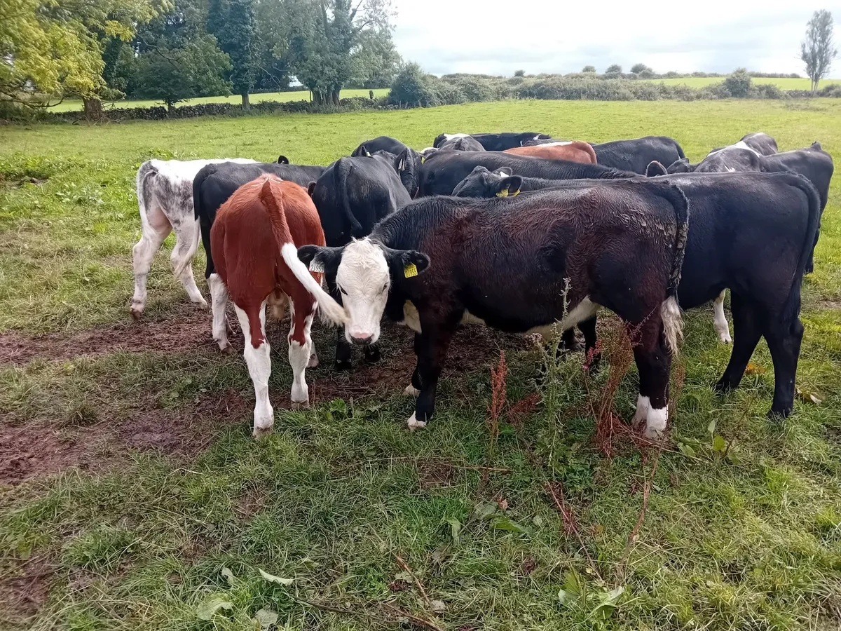 Livestock - Image 2